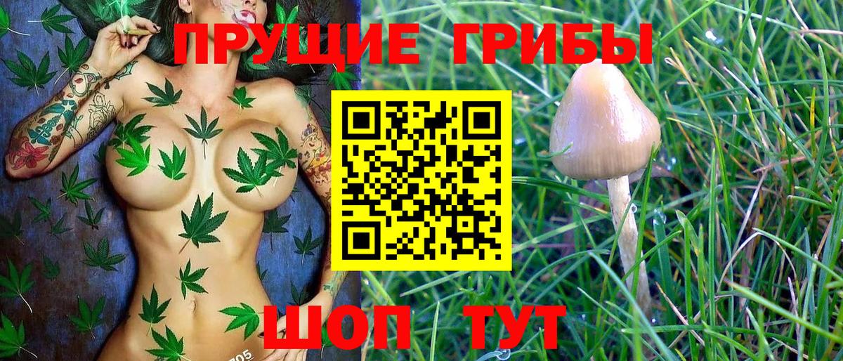 Сланцы  Псилоцибиновые грибы MAGIC MUSHROOMS  Галлюциногенные грибы прущие грибы  где продают наркотики  Вход с VPN 